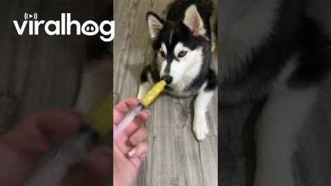 Husky Doesn't Want to Take His Medicine || ViralHog