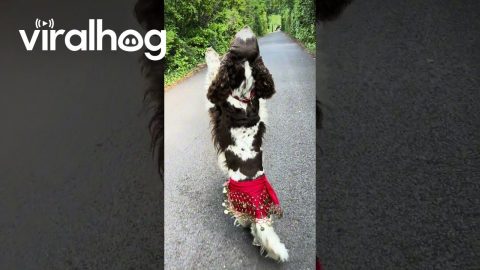 Bonnie Belly Dancing Along the Way || ViralHog