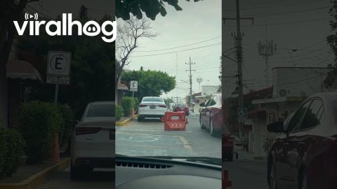 Traffic Barrier Politely Waits For Cars to Pass Before Crossing the Street || ViralHog
