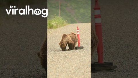 Grizzly Bear in Alaska Playing With a Cone on the Road || ViralHog