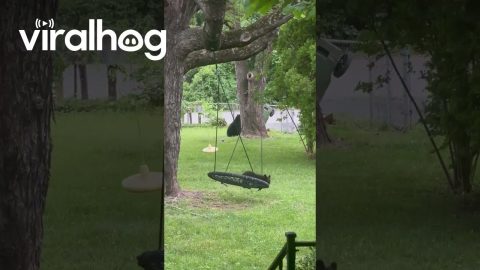 Bear Cubs Play in Front Yard || ViralHog