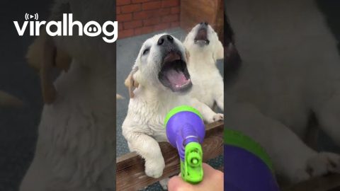 Cute Labrador Puppies Get Hosed Off || ViralHog