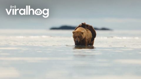Brown Bear Cubs Cross Water on Mom’s Back || ViralHog