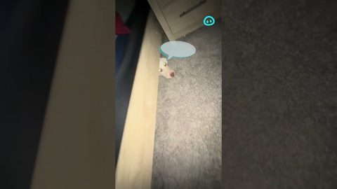 Surprising Dog With a Bark || ViralHog Shorts