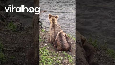 Bears Fishing in Brooks Falls at Katmai National Park || ViralHog