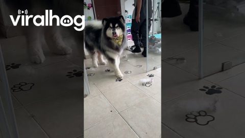 Dog Carefully Checks For Glass Doors || ViralHog