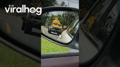 Angry Rubber Ducks Cover Apocalypse Vehicle || ViralHog