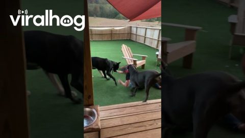Dogs Determined to Take Daddy to the Yard || ViralHog