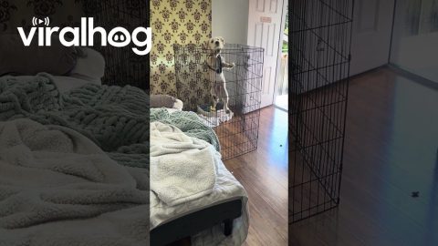 Tall Playpen Doesn't Contain Determined Puppy || ViralHog