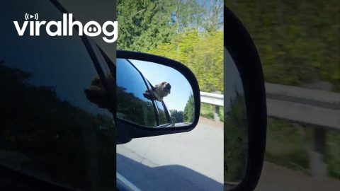 Golden Retriever Puppy Eats the Air || ViralHog