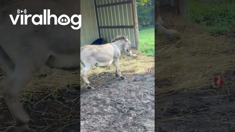 Donkey Making Music With His Squeaky Chicken || ViralHog