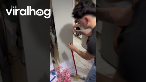 Failing to Catch a Mouse || ViralHog