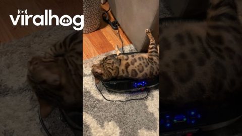 Bengal Cat's Full-Body Jiggle Therapy || ViralHog