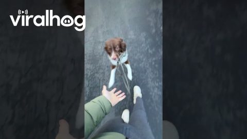 Law of the Leash || ViralHog