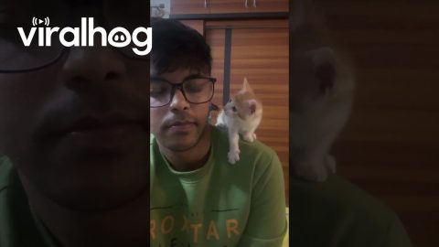 Kitten Looking at Its Human With Love || ViralHog