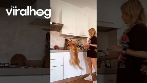 Excited Poodle Jumps for his Dinner || ViralHog