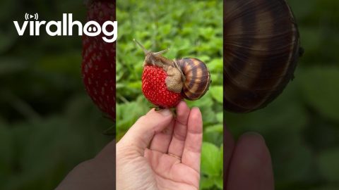 Snail Resting on a Fresh Strawberry || ViralHog