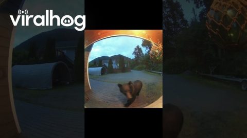 Barking Dog Defends Front Door From Alaskan Brown Bear || ViralHog