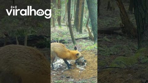 Fox Tries to Corral Kits into Den || ViralHog