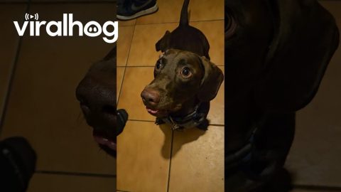 Pup's Ball Addiction Makes His Tongue Crazy || ViralHog
