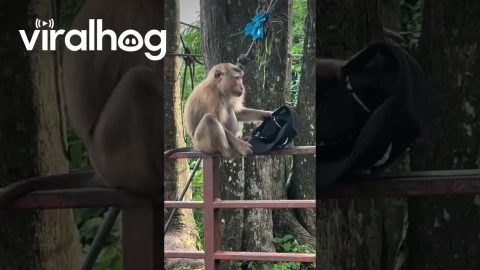 Monkey Looks Stylish In Stolen Ballcap || ViralHog