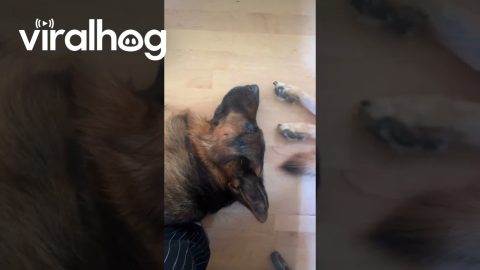 Shepherd Gives Side Eye As Sleeping Sister Kicks Face || ViralHog