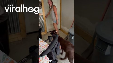 Dogs Want To Go Outside Again And Again || ViralHog