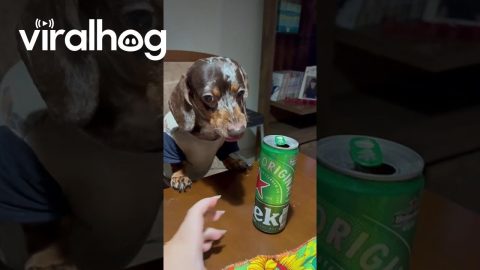 Growling Beer Security Activated || ViralHog