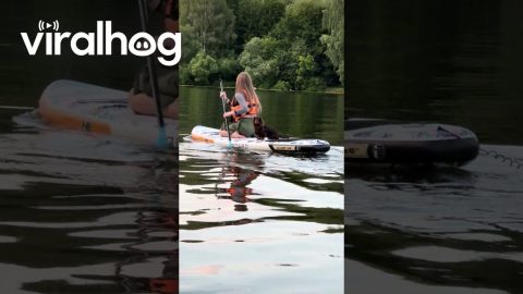 Paddleboarding Dachshund Takes A Plunge || ViralHog