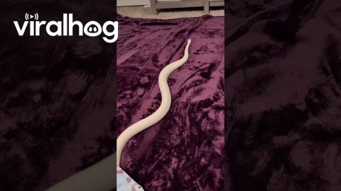Ball Python Snake Sliding on Purple Blanket || ViralHog