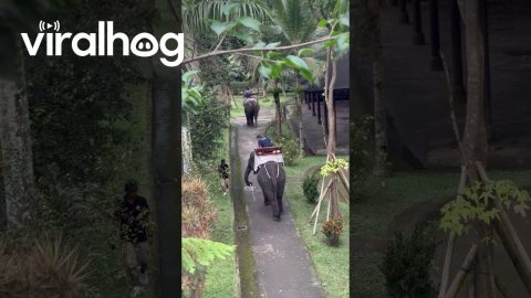 Elephant Whacks Passing Man With Stick || ViralHog
