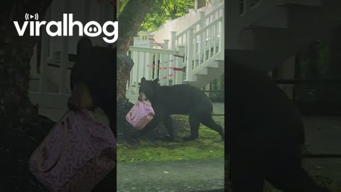 Black Bear Steals a Purse || ViralHog