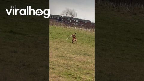 Romping Dog Has Solo Stick Scuffle || ViralHog