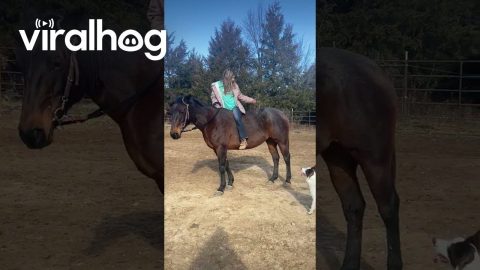 Border Collie Jumps To Ride Horse Bareback || ViralHog