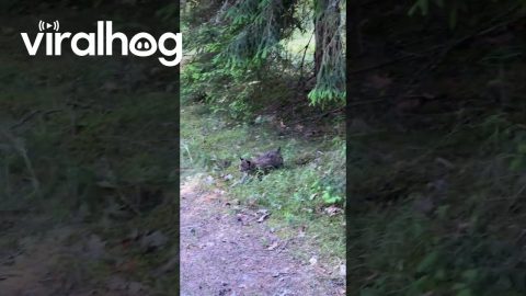 Unexpected Encounter With a Lynx Family || ViralHog