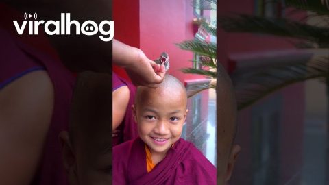 Bird Gets Fed on Little Monk's Head || ViralHog
