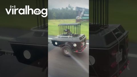 Biker Dog Rides In Custom Trailer || ViralHog
