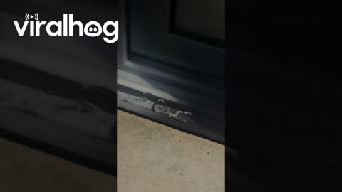 Large Scorpion Found in Airbnb || ViralHog