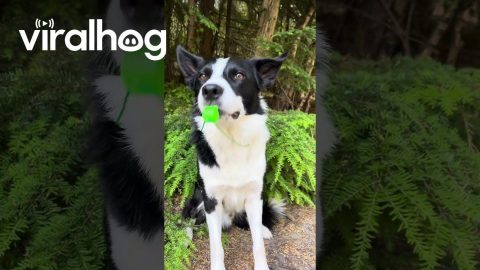Dog Is Training to Be a Sports Coach || ViralHog