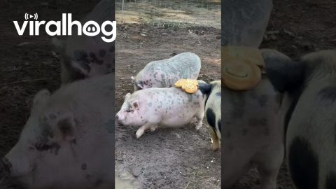 Glazed Buns Stick To Pig Rump || ViralHog