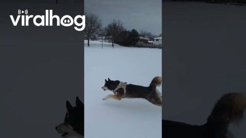 Corgi Curses The Snow || ViralHog