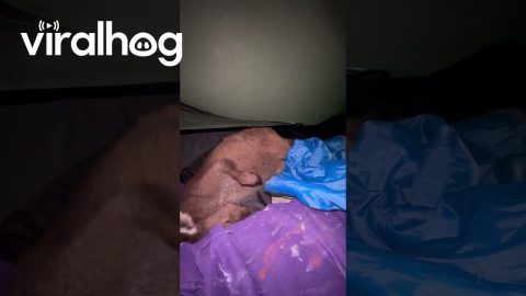 Sharing My Tent With a Kangaroo Joey || ViralHog