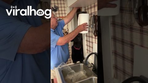 Dog Happily Waits For Old Paper Towel Roll || ViralHog