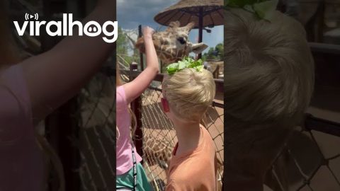 Creative Way to Feed a Giraffe at the Zoo || ViralHog