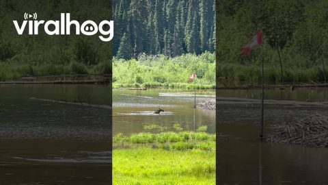 Canadian Moose Has A Splash || ViralHog