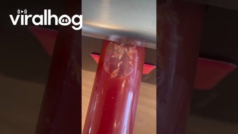Larvae in Ketchup Dispenser || ViralHog