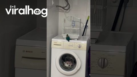 Lovebird Lets Herself Out Of Cage || ViralHog