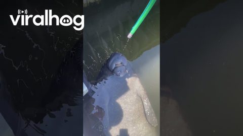 Manatee Hydration Station || ViralHog