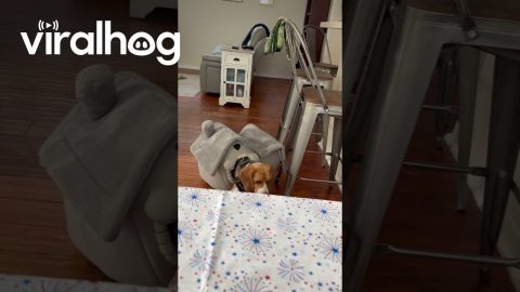 Beagle Gets Stuck In The Doghouse || ViralHog