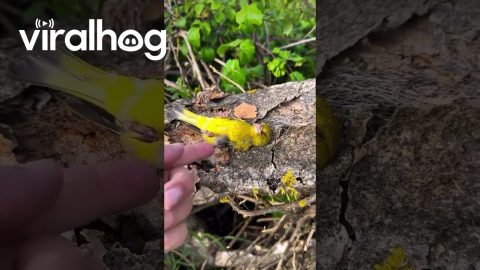 Yellow Bird Sleeps in Bark Blanket || ViralHog